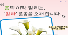 [썸네일 이미지] 봄의 시작을 알리는 '칼라'