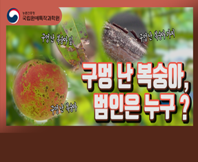 [썸네일 이미지] 구멍 난 복숭아, 범인은 누구 ?