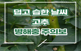 [썸네일 이미지] 덥고 습한 날씨에 ‘고추 병해충’ 예방 철저히