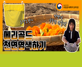 [썸네일 이미지] 메리골드 천연염색하기
