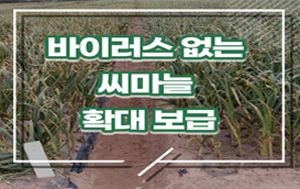 [썸네일 이미지] 바이러스 걱정 뚝, 우수 씨마늘 보급 확대