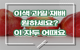 [썸네일 이미지] 이색 과일 재배 원하세요? 이 자두 추천해요!