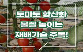 [썸네일 이미지] ‘토마토’ 항산화 물질 높이는 재배 기술 주목