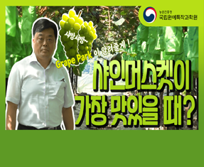 [썸네일 이미지] 샤인머스켓이 가장 맛있을 때?