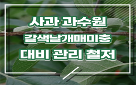 [썸네일 이미지] 사과 과수원, 갈색날개매미충 대비·관리 철저히