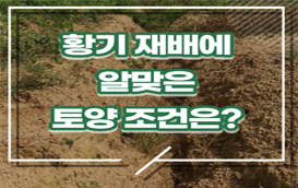 [썸네일 이미지] ‘황기’ 안정적으로 재배하려면 토양 조건부터 확인