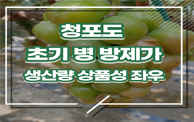 [썸네일 이미지] 청포도, 초기 병 방제가 생산량, 상품성 좌우