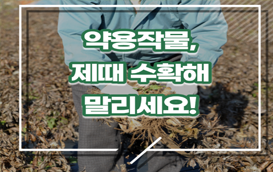 [썸네일 이미지] 약용작물, 제때 수확해 말려야 수량 많고 품질 좋아
