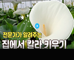 [썸네일 이미지] 전문가가 알려주는 집에서 칼라키우기