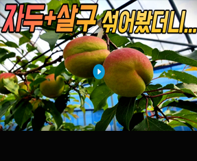 [썸네일 이미지] 플럼코트 투자, 1600평 도전기