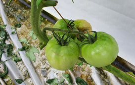 [썸네일 이미지] 온도 35도 넘으면, 토마토 열매량 4분의 1가량 줄어