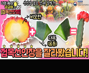 [썸네일 이미지] 접목선인장을 잘라봤습니다!