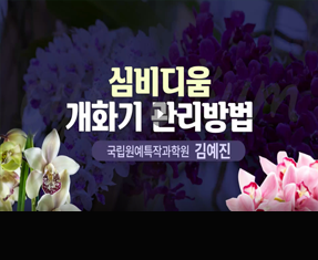 [썸네일 이미지] 심비디움 개화기 관리방법