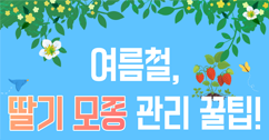 [썸네일 이미지] 여름철 딸기 모종 관리 꿀팁