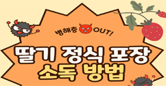 [썸네일 이미지] 딸기 정식 포장 소독 방법