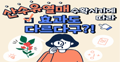 [썸네일 이미지] 일찍 수확한 산수유열매 항비만 활성 더 높아