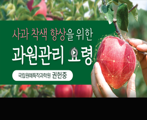 [썸네일 이미지] 사과 착색 향상을 위한 과원관리 요령