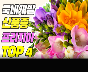 [썸네일 이미지] 실패 없이 프리지아 집에서 키우는 법