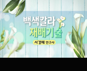 [썸네일 이미지] 백색 칼라 재배기술