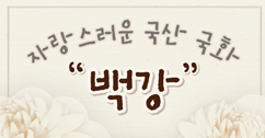 [썸네일 이미지] 자랑스러운 국산 국화 '백강'