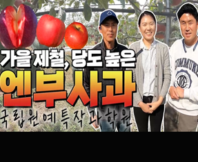 [썸네일 이미지] 속붉은 사과 품종 소개 및 전망