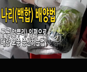 [썸네일 이미지] 나리(백합) 배양법