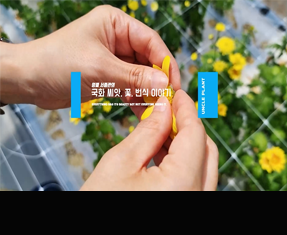 [썸네일 이미지] 국화꽃 씨앗 번식이야기