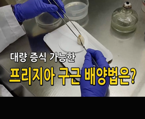 [썸네일 이미지] 프리지아 구근 배양법은?