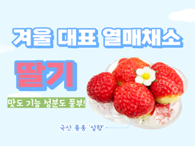 [썸네일 이미지] 겨울 대표 열매채소 '딸기'