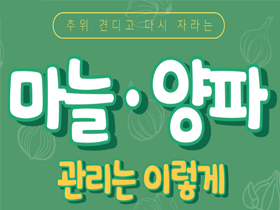 [썸네일 이미지] 추위 견디고 다시 자라는 마늘·양파 관리는 이렇게 