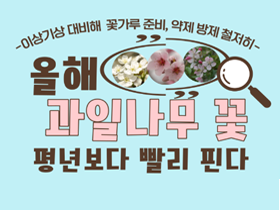 [썸네일 이미지] 올해 배·복숭아꽃, 평년보다 빨리 핀다 