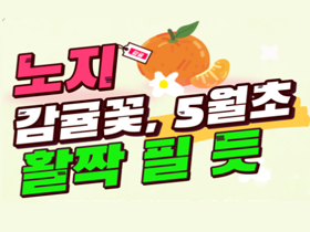 [썸네일 이미지] 노지 감귤꽃, 5월 초 활짝 필 듯 