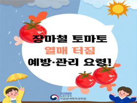 [썸네일 이미지] 장마철 토마토 열매 터짐 예방·관리 요령! 