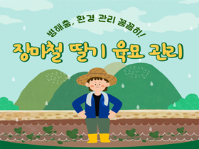 [썸네일 이미지] 장마철 딸기 육묘 관리