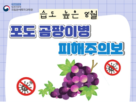 [썸네일 이미지] 습도 높은 8월 포도 곰팡이병 피해주의보 