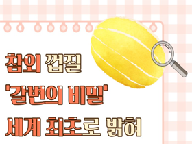 [썸네일 이미지] 참외 껍질 ‘갈변의 비밀’ 세계 최초로 밝혀 