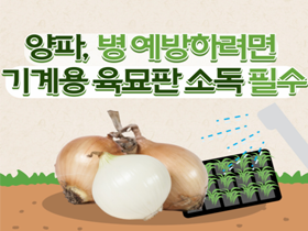 [썸네일 이미지] 양파, 병 예방하려면 기계용 육묘판 소독 필수