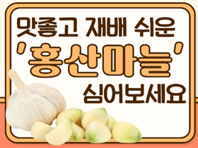 [썸네일 이미지] 맛 좋고 재배 쉬운 ‘홍산’ 마늘 심어보세요 