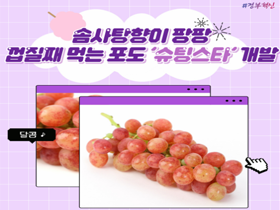 [썸네일 이미지] 솜사탕 향이 팡, 껍질째 먹는 포도 ‘슈팅스타’ 개발