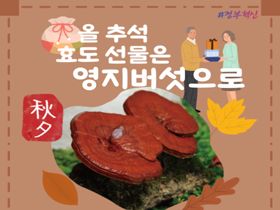 [썸네일 이미지] 올 추서 효도 선물은 영지버섯으로 