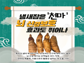 [썸네일 이미지] 냄새 잡은 '천마' 뇌 신경보호 효과도 뛰어나 