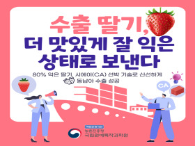 [썸네일 이미지] 수출 딸기, 더 맛있게 잘 익은 상태로 보낸다