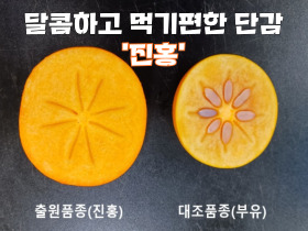 [썸네일 이미지] 달콤하고 먹기 편한 단감 ‘진홍’ 개발, 묘목 보급