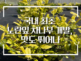 [썸네일 이미지] 국내 최초 노란 잎 차나무 개발, 맛도 뛰어나