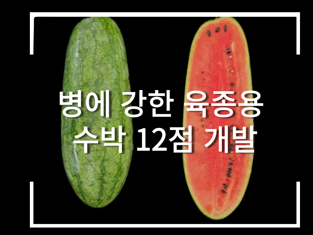 [썸네일 이미지] 병에 강한 육종용 수박 12점 개발