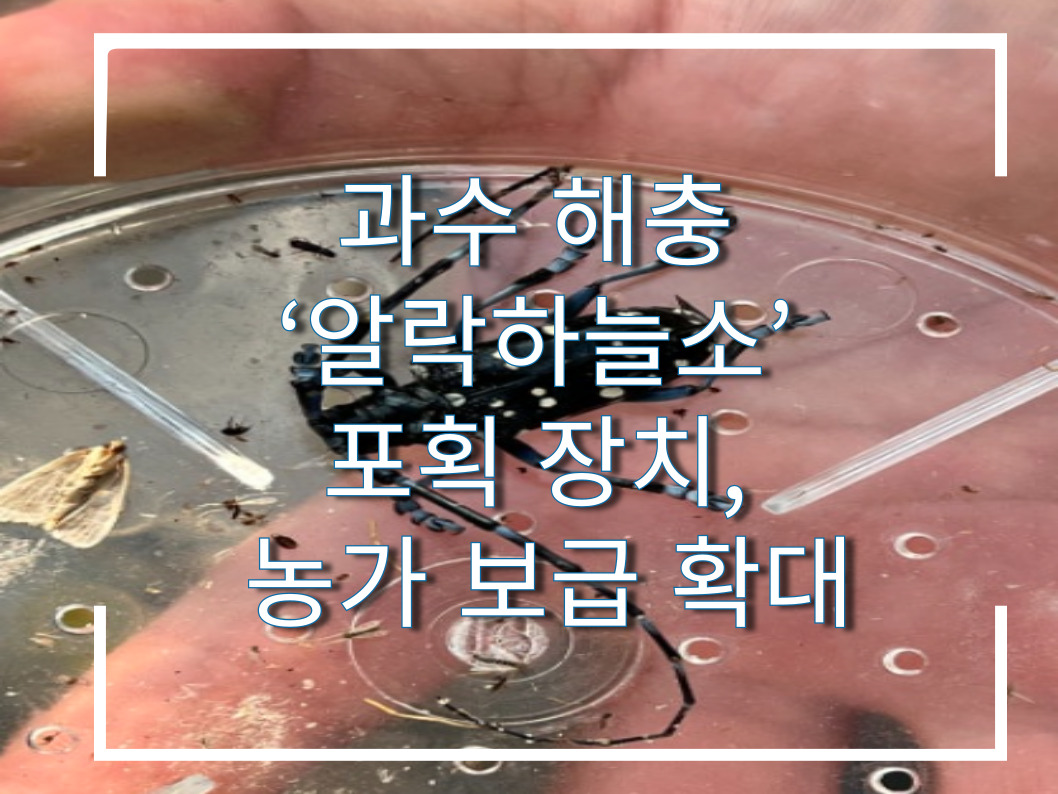 [썸네일 이미지] 과수 해충 ‘알락하늘소’ 포획 장치, 농가 보급 확대