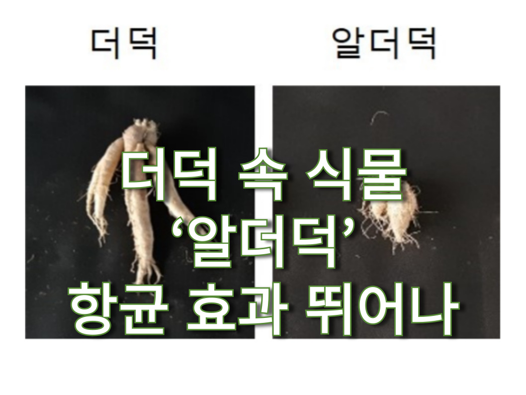 [썸네일 이미지] 더덕 속 식물 ‘알더덕’ 항균 효과 뛰어나