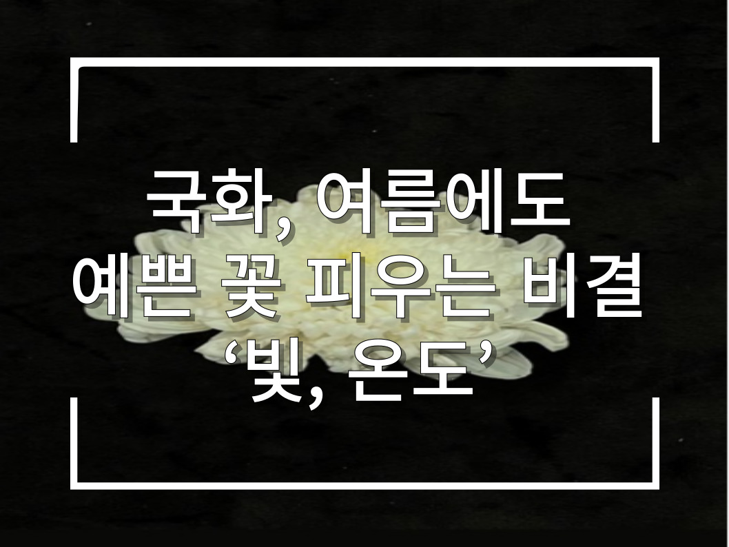 [썸네일 이미지] 국화, 여름에도 예쁜 꽃 피우는 비결 ‘빛, 온도