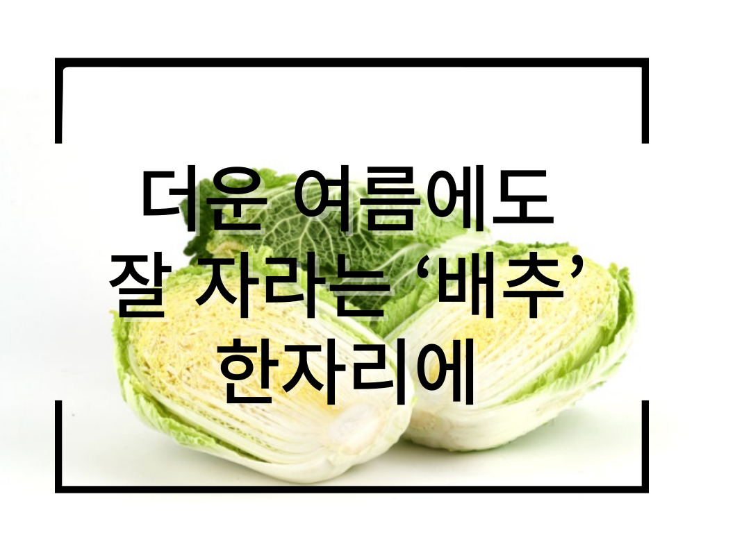 [썸네일 이미지] 더운 여름에도 잘 자라는 ‘배추’ 한자리에