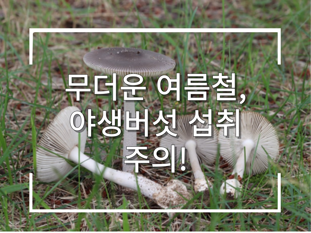 [썸네일 이미지] 무더운 여름철, 야생버섯 섭취 주의!